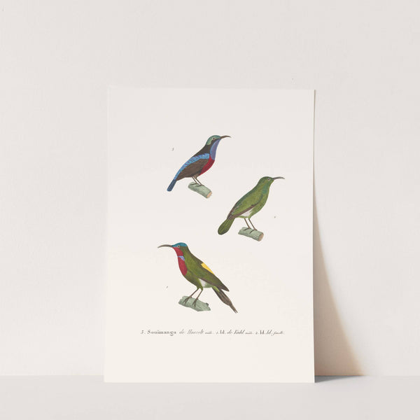 Souimanga De Hasselt. by Coenraad Jacob Temminck