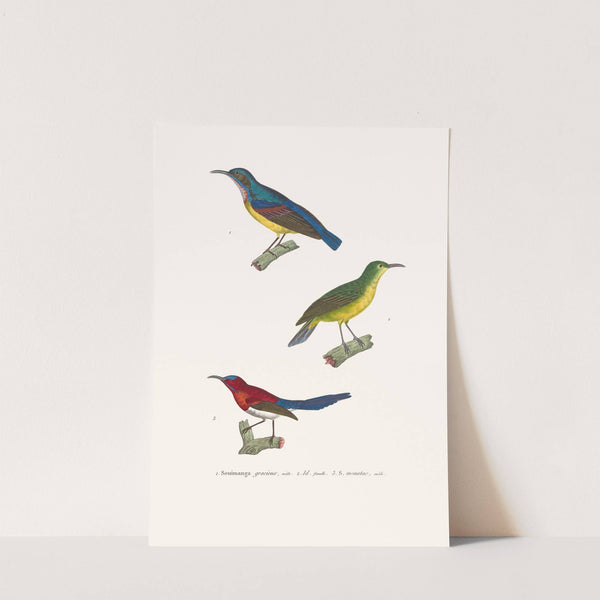 Souimanga Gracieux by Coenraad Jacob Temminck