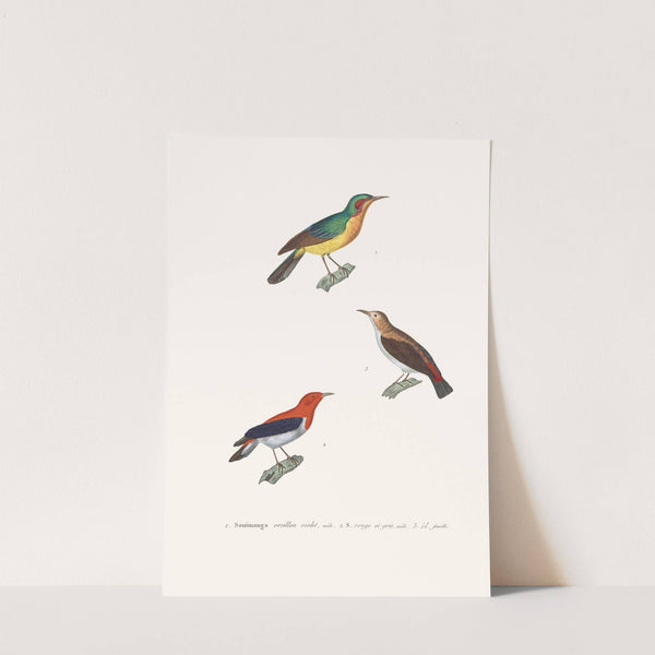 Souimanga Oreillon Violet by Coenraad Jacob Temminck