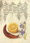 Sour Orange, Terrestrial Mollusk, and Larkspur (1561–1596)