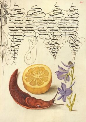 Sour Orange, Terrestrial Mollusk, and Larkspur (1561–1596)