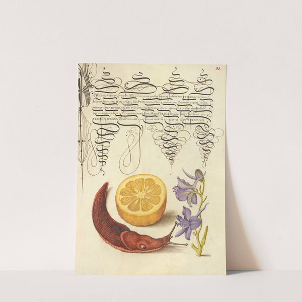Sour Orange, Terrestrial Mollusk, and Larkspur (1561–1596) by Joris Hoefnagel