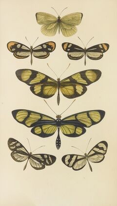 South American Butterflies