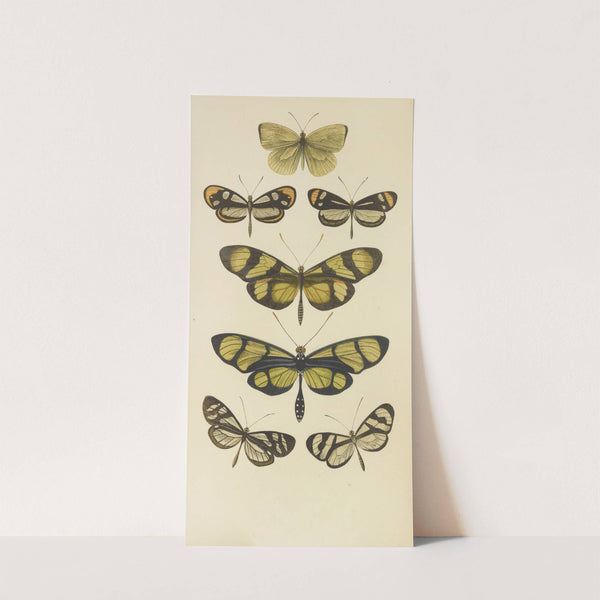 South American Butterflies by Barret And Sons
