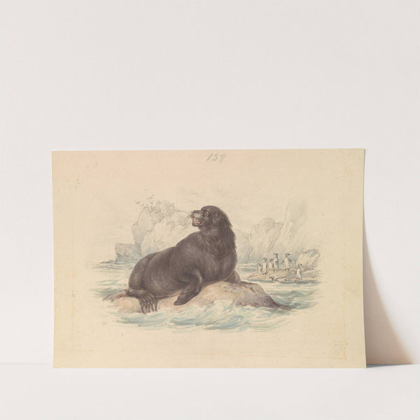 South American Sea Lion by James Stewart