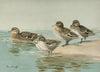 South Georgian Teal, Sharp-Winged Teal, Yellow-Billed Teal, Andean Teal