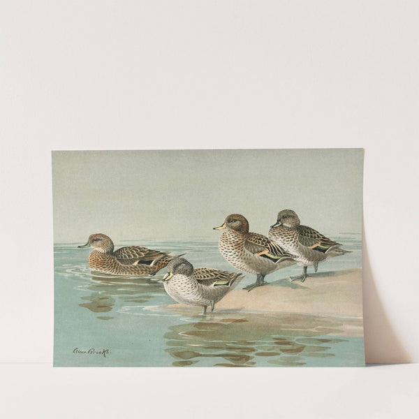 South Georgian Teal, Sharp-Winged Teal, Yellow-Billed Teal, Andean Teal (1922-1926) by Allan Brooks