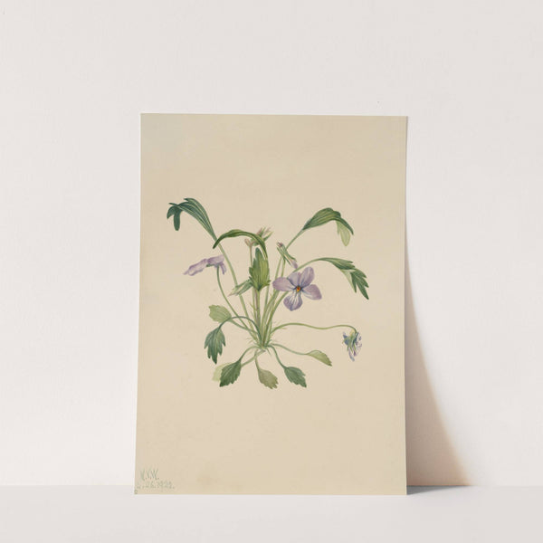 Southern Bird’s Foot Violet (Viola digitata) (1922) by Mary Vaux Walcott