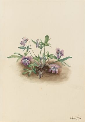 Southern Coast Violet (Viola septemloba) (1919)