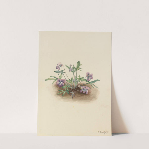 Southern Coast Violet (Viola septemloba) (1919) by Mary Vaux Walcott