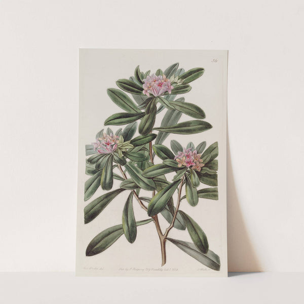 Southern Daphne by Sydenham Edwards