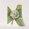 Southern Magnolia (flower). (Magnolia grandiflora) (1925) by Mary Vaux Walcott