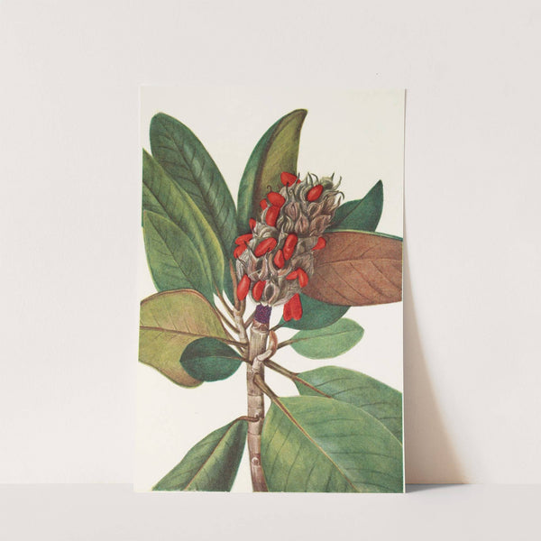 Southern Magnolia (fruit). (Magnolia grandiflora) (1925) by Mary Vaux Walcott