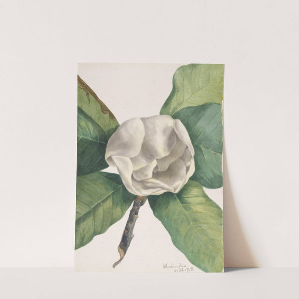 Southern Magnolia (Magnolia grandiflora) (1918) by Mary Vaux Walcott