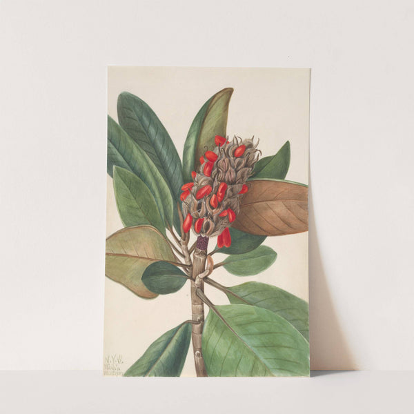 Southern Magnolia (Magnolia grandiflora) (1923) by Mary Vaux Walcott