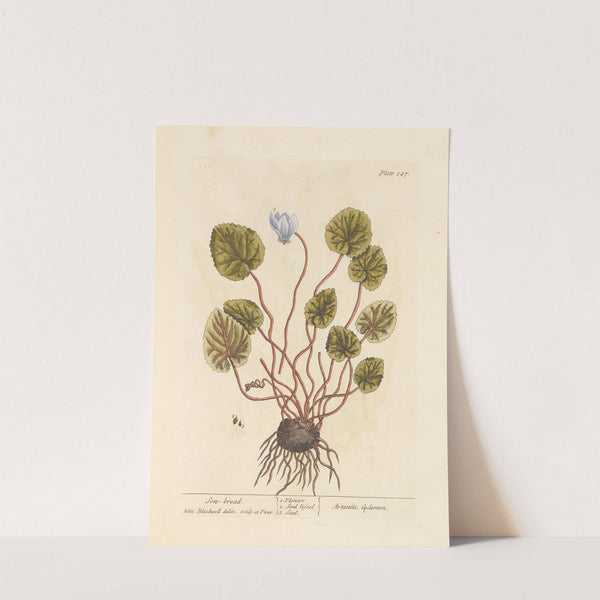 Sow-bread by Elizabeth Blackwell