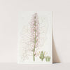 Sowthistle-leaved Francoa by Sydenham Edwards