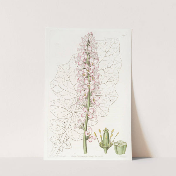 Sowthistle-leaved Francoa by Sydenham Edwards
