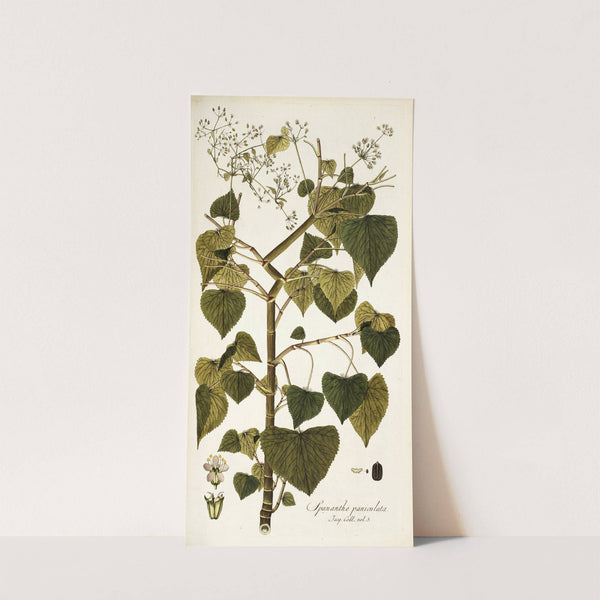 Spananthe paniculata (1781-1793) by Nikolaus Joseph Freiherr von Jacquin