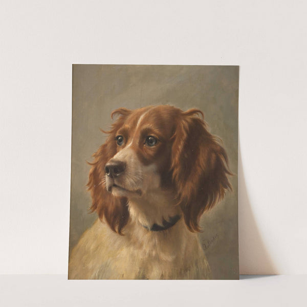 Spaniel, coloured brown-white by Johannes Christian Deiker