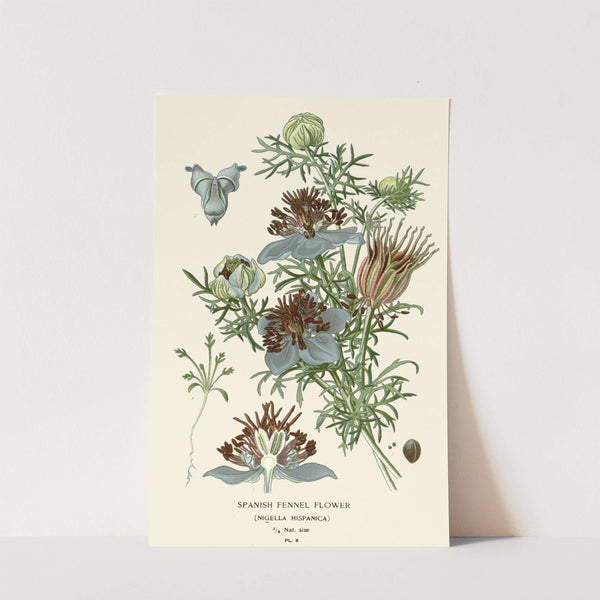 Spanish Fennel Flower (1896-1897) by Edward Step