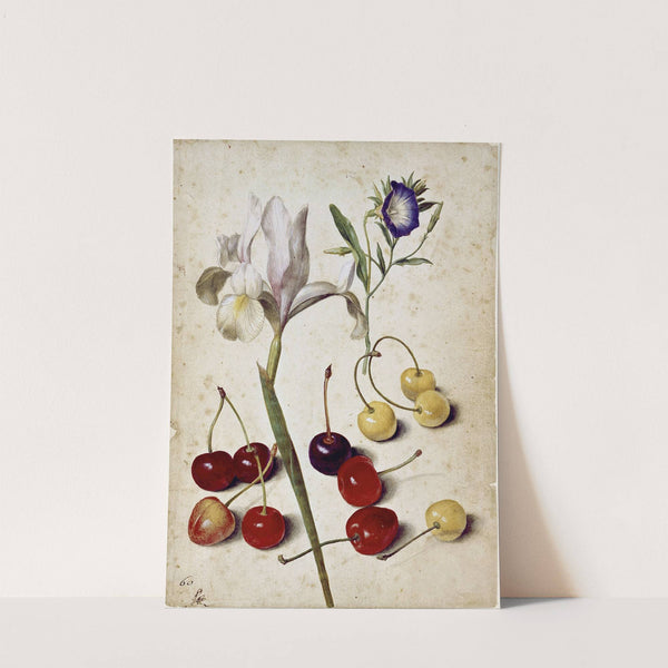 Spanish iris, morning glory, and cherries by Georg Flegel