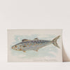 Spanish Mackerel (1889) by Allen & Ginter