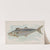 Spanish Mackerel (1889) by Allen & Ginter