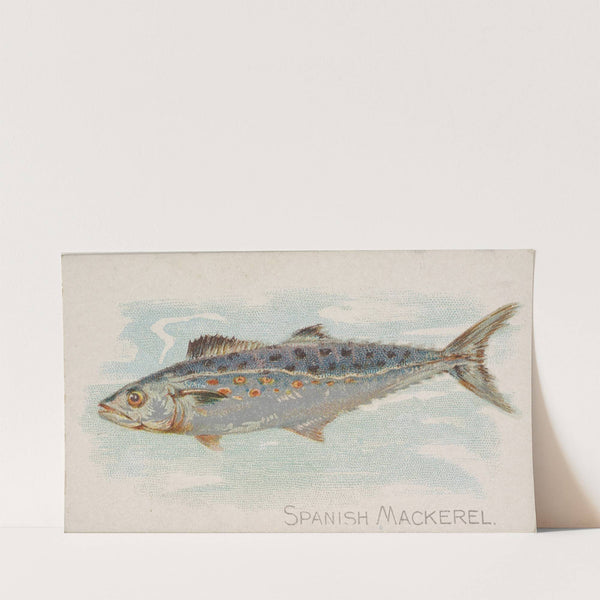Spanish Mackerel (1889) by Allen & Ginter