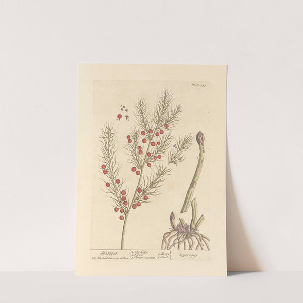 Sparagus by Elizabeth Blackwell