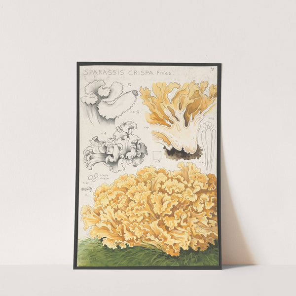 Sparassis crispa Fries. (1915-1945) by Hans Walty