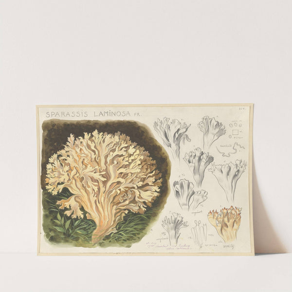 Sparassis laminosa Fr. (1915-1945) by Hans Walty