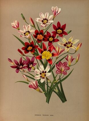 Sparaxis Tricolor. Varr. (1872-1881)