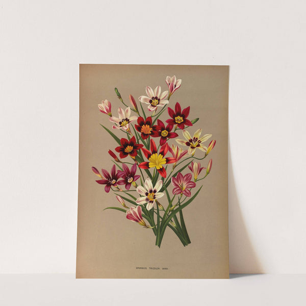 Sparaxis Tricolor. Varr. (1872-1881) by Arentina Hendrica Arendsen