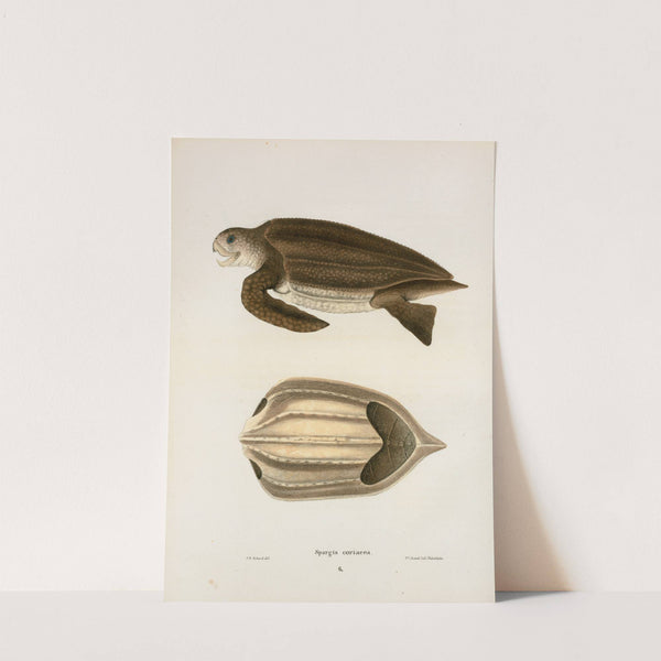 Spargis coriacea. by John Edwards Holbrook