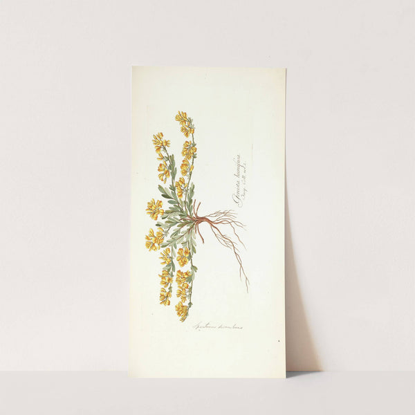 Spartium decumbens (1781-1793) by Nikolaus Joseph Freiherr von Jacquin