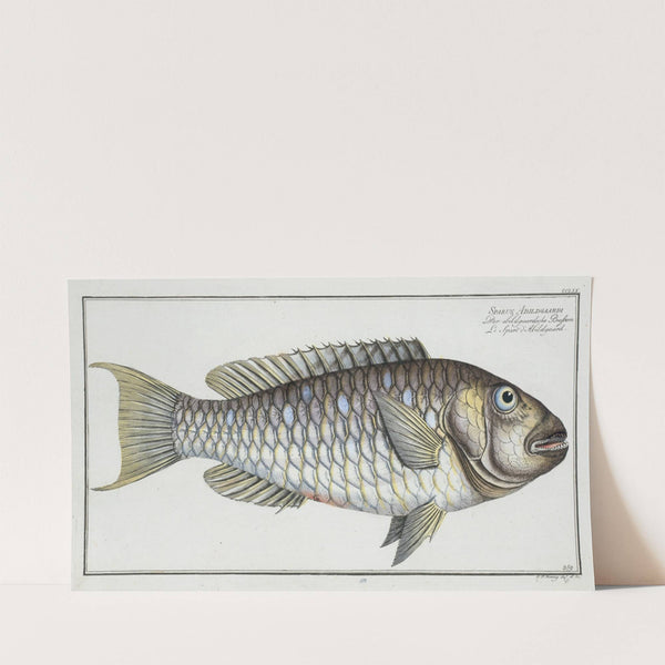 Sparus Abildgaardi. (1785-1797) by Marcus Elieser Bloch