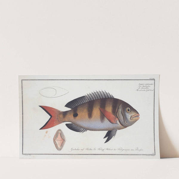 Sparus annularis, The annular Gilt-head. (1785-1797) by Marcus Elieser Bloch