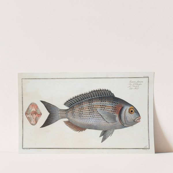 Sparus Aurata, Gilt-Head (1785-1797) by Marcus Elieser Bloch