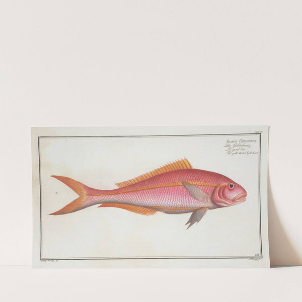 Sparus Chrysurus, The gold-tailed Gilt-head. (1785-1797) by Marcus Elieser Bloch