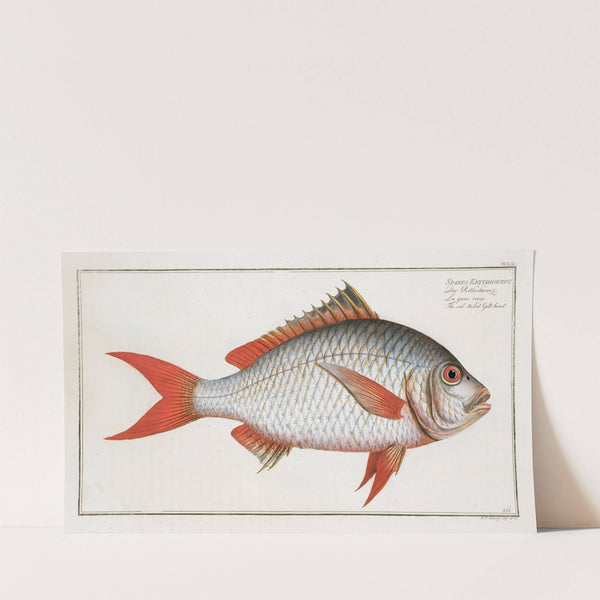 Sparus Erythrourus, The red-tailed Gilt-head. (1785-1797) by Marcus Elieser Bloch