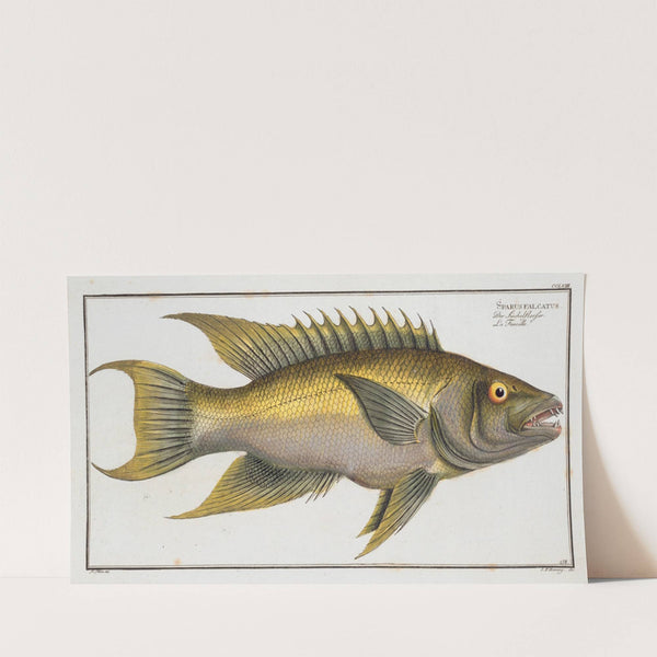 Sparus falcatus. (1785-1797) by Marcus Elieser Bloch