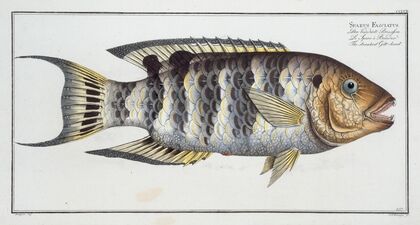 Sparus Fasciatus, The streaked Gilt-head.