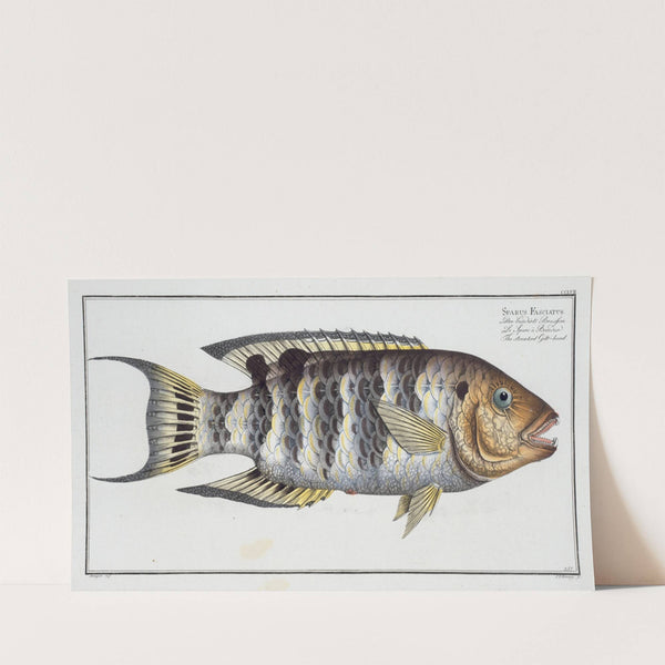 Sparus Fasciatus, The streaked Gilt-head. (1785-1797) by Marcus Elieser Bloch