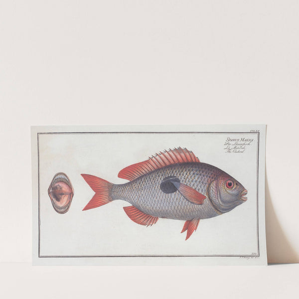 Sparus Maena, The Cackerel. (1785-1797) by Marcus Elieser Bloch