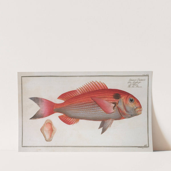 Sparus Pargus, The Sea-Bream. (1785-1797) by Marcus Elieser Bloch