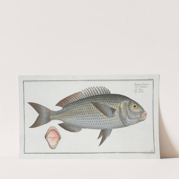 Sparus Salpa, The Goldlin. (1785-1797) by Marcus Elieser Bloch