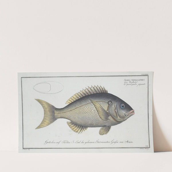 Sparus tetracanthus. (1785-1797) by Marcus Elieser Bloch