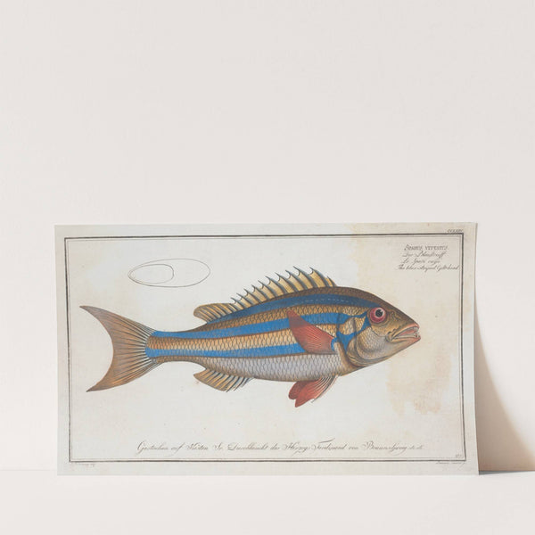 Sparus vittatus, The blue-striped Gilt-head. (1785-1797) by Marcus Elieser Bloch