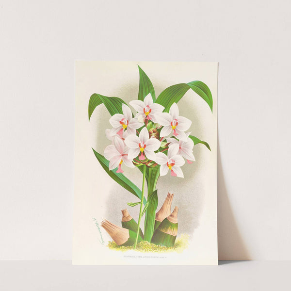 Spathoglottis Augustorum by Jean Jules Linden